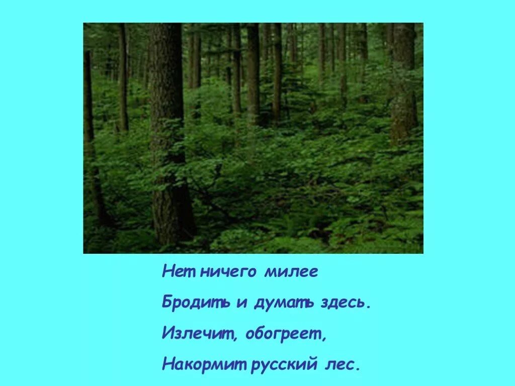 Стихи о лесе. Стихи про леса. Небольшое стихотворение о лесе. Стих про лес короткие.