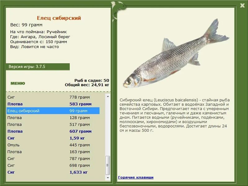 европейская ряпушка. рипус что за рыба где водится. рыба рипус фото описание. ряпушка рипус. ряпушка рипус.