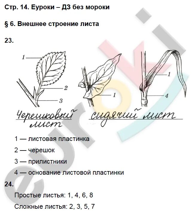 Строение листа ответы. Биология 6 класс рабочая тетрадь пасечник гдз ответы. биология 6 класс рабочая тетрадь пасечник ответы. пасечник рабочая тетрадь 6 класс биология 2025. задания по биологии 6 класс.