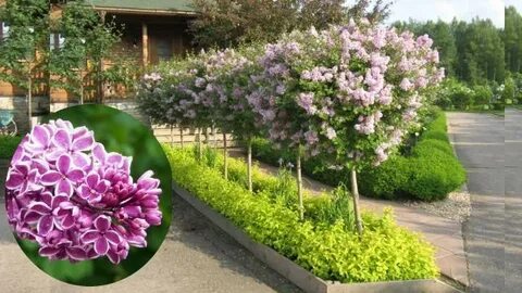 Расстояние посадки сирени