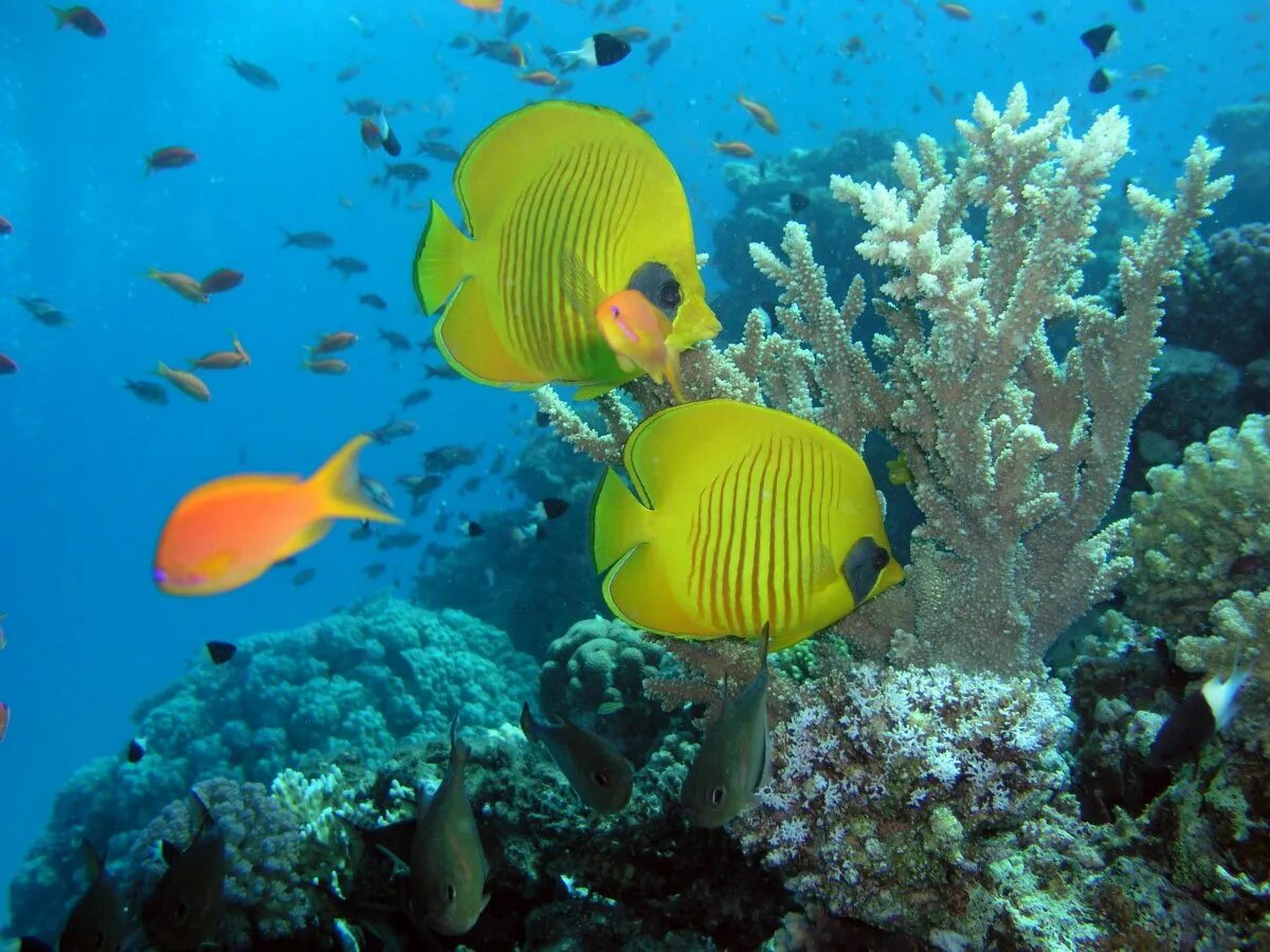 Риф джексона шарм эль шейх. Красное море подводный. Коралловый риф маврикий. Коралловый риф рас мухаммед. Красное море шарм-эль-шейх.