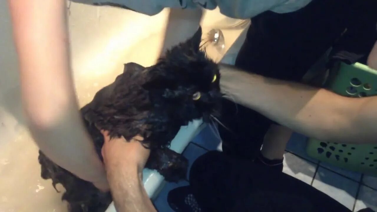 я бык я мужик кот кричит. кот говорит я бык я мужик. мем я бык кот. кот я бык видео. кот я бык видео.