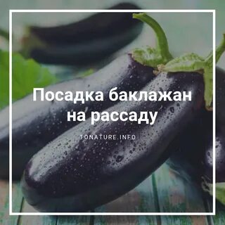 Какой баклажан посадить