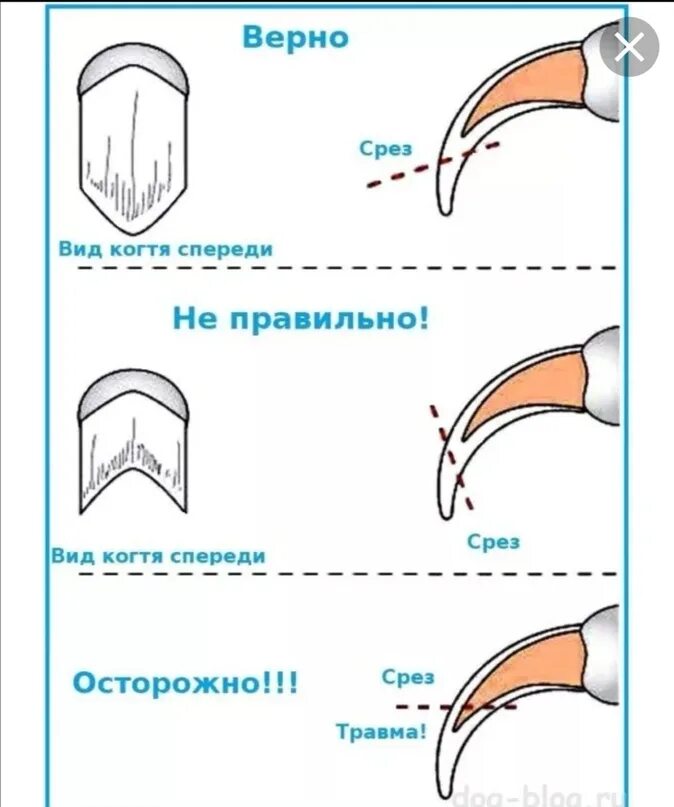 Сколько подстригать когти кошке. Как подстричь когти собаке когтерезкой правильно. Как стричь когти собаке когтерезкой Шпицу. Схема подстригания когтей у собак. Как обрезать когти собаке когтерезкой.