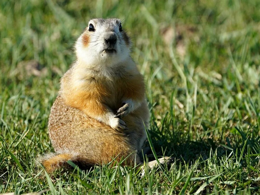 Краснощекий суслик Алтайский край. Суслик Краснощекий (Spermophilus erythrogenys). Сибирский суслик Краснощекий. Суслик Краснощекий Кузбасс. Суслик краснощекий