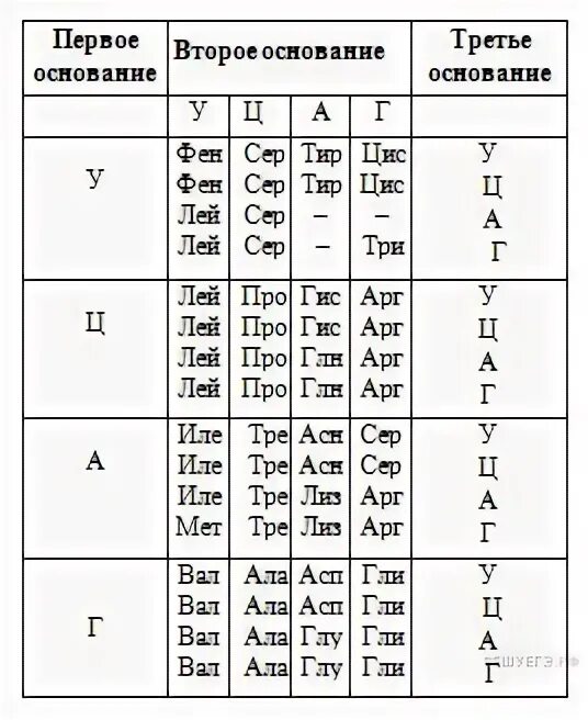 Определите первичную структуру белка закодированного