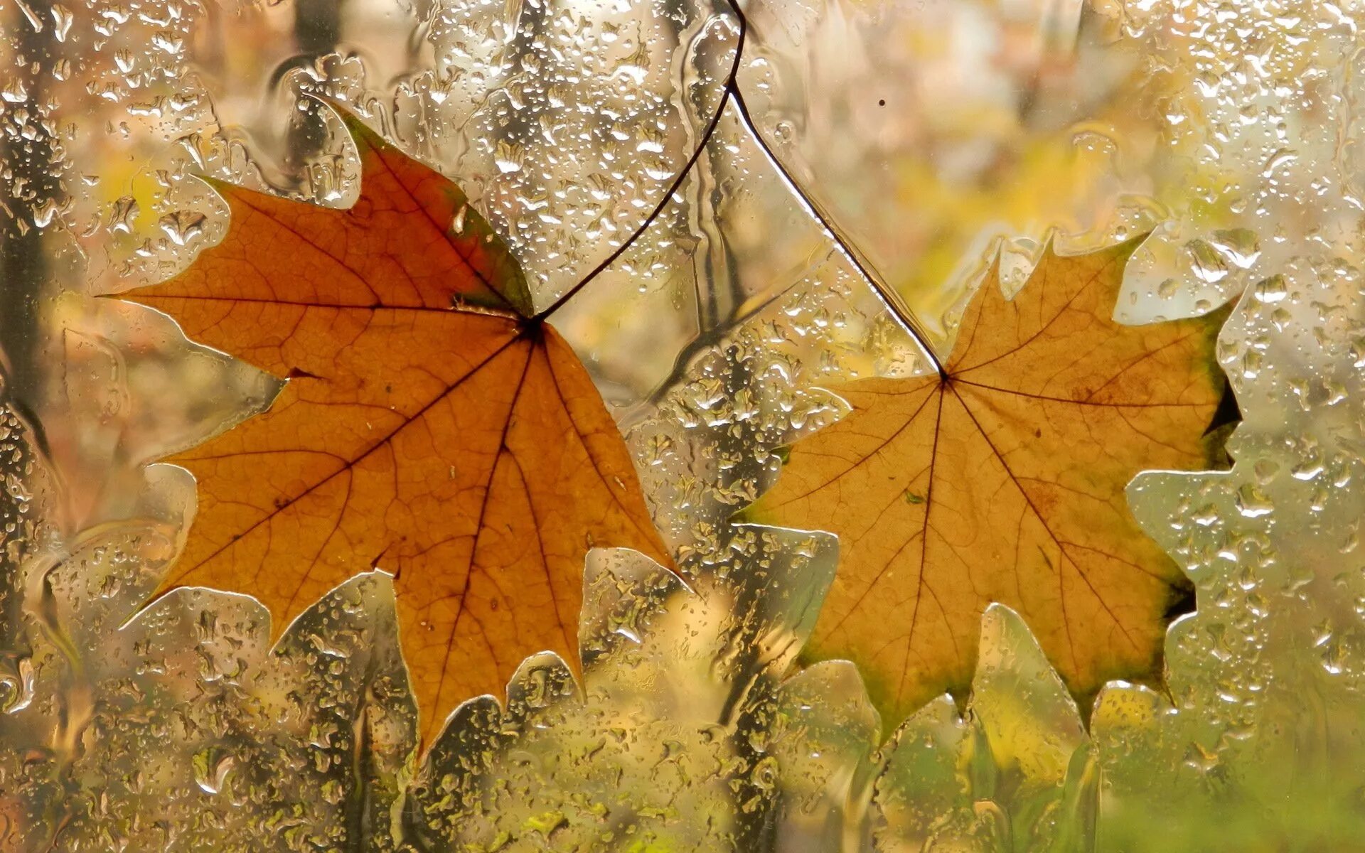 Осенний дождь. Осень дождь. Осенние картинки. Открытки с добрым осенним утром в стихах. Даже самой теплой осенью листья