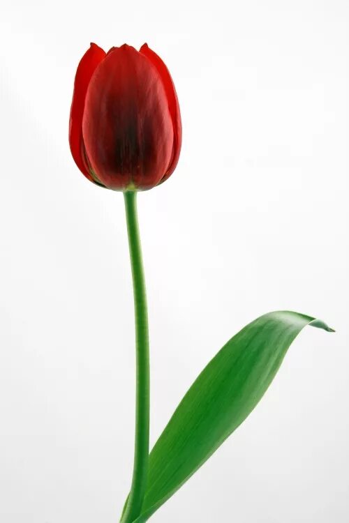 Тюльпаны это символ. Тюльпан символ. Тюльпан веселая вдова. Тюльпан символ чего. Символ тюльпан для человека.