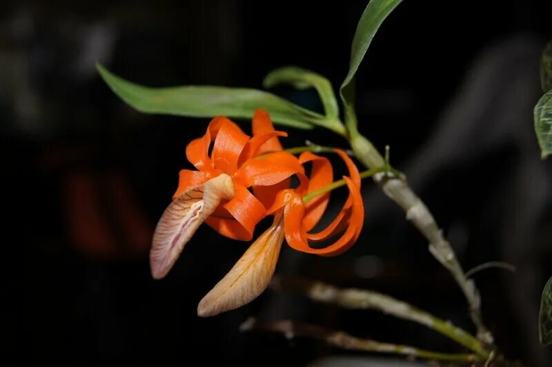 цветок тайланда франжипани. франжипани дерево в тайланде. цветущие плюмерия тайланда. плюмерия ладаван. цветок тайланда франжипани.