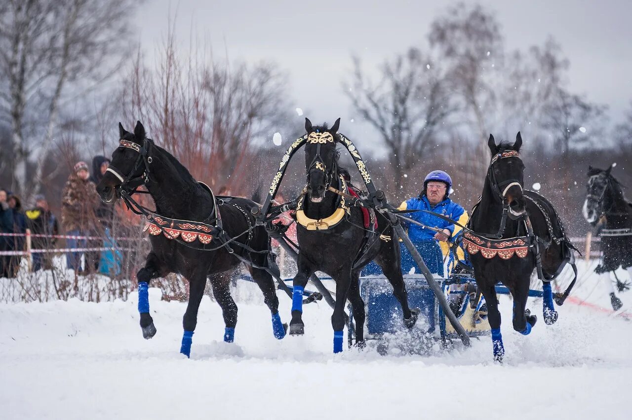 Русская тройка. Костромская тройка. Коренник лошадь. Тройка Владимирская область.