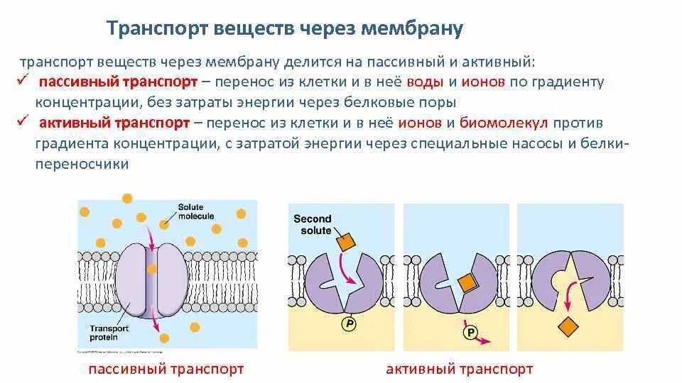 Активный и пассивный транспорт ионов через клеточную мембрану. Пассивный и активный транспорт ионов через мембрану клетки. Пассивный транспорт веществ через мембрану клетки. Транспорт веществ через биологические мембраны физиология.