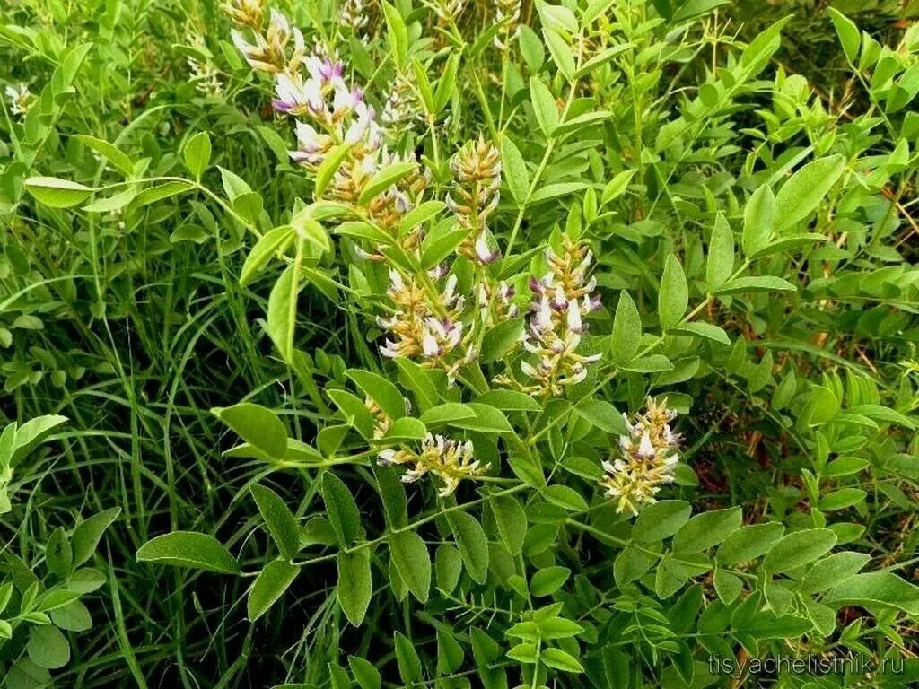 Солодка уральская (glycyrrhiza uralensis). Как выглядит растение солодки. Солодка корень. Как выглядит растение солодки. Солодка растение.