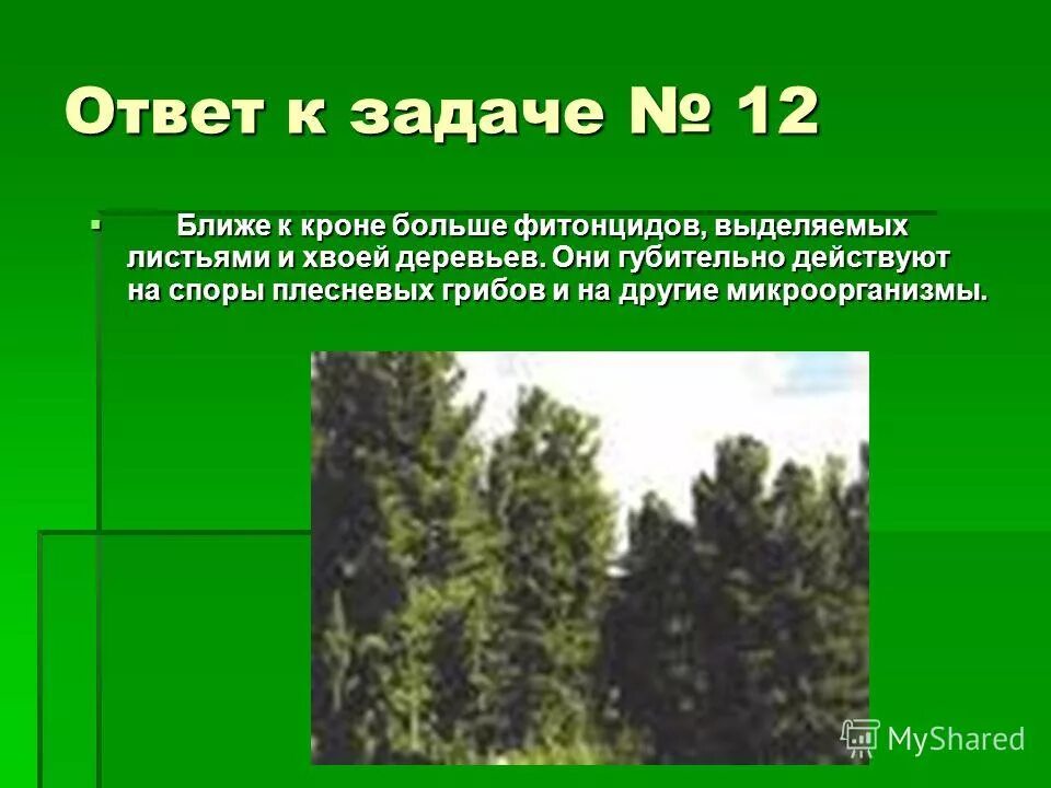 Фитонциды хвойных. Фитонциды хвойных растений. Хвойные растения выделяют фитонциды. Фитонциды сосны. Фитонциды в лесу.