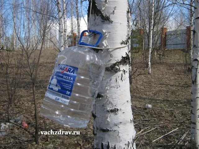 Сколько можно березового сока в день. Уникальные березы. Польза березового сока. Березовый сок кедра Митрей. Сообщение о пользе березового сока.