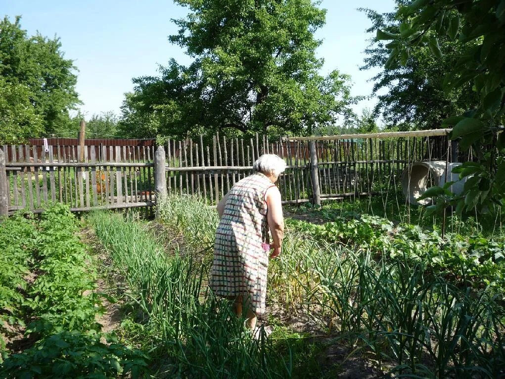 Домашнее хозяйство пенсионерки. Деревенский огород. Огород в селе. Огород и сад в деревне. Грядки в деревне.