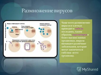 Как происходит размножение вирусов