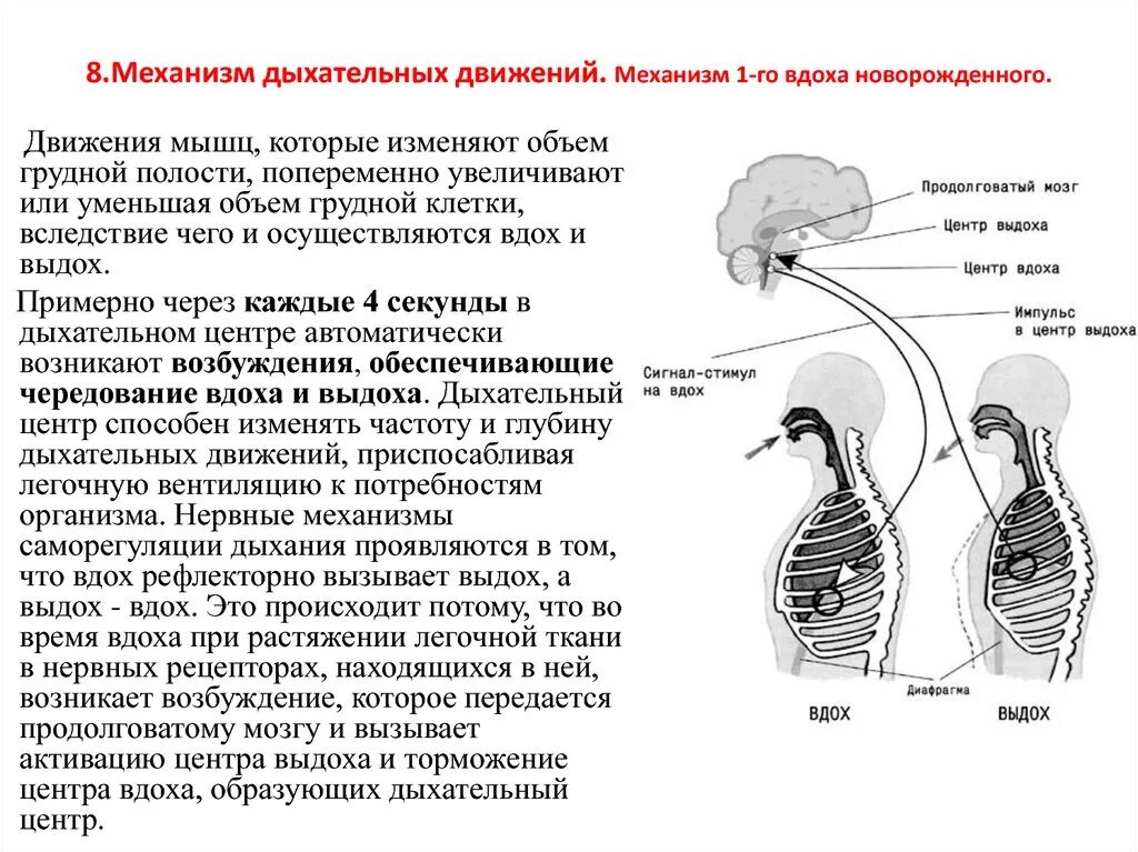 При выдохе у человека происходит. Механизм дыхательных движений вдоха и выдоха. Механизм первого вдоха и выдоха. Механизм первого вдоха и выдоха у новорожденного. Механизм 1-го вдоха новорожденного..