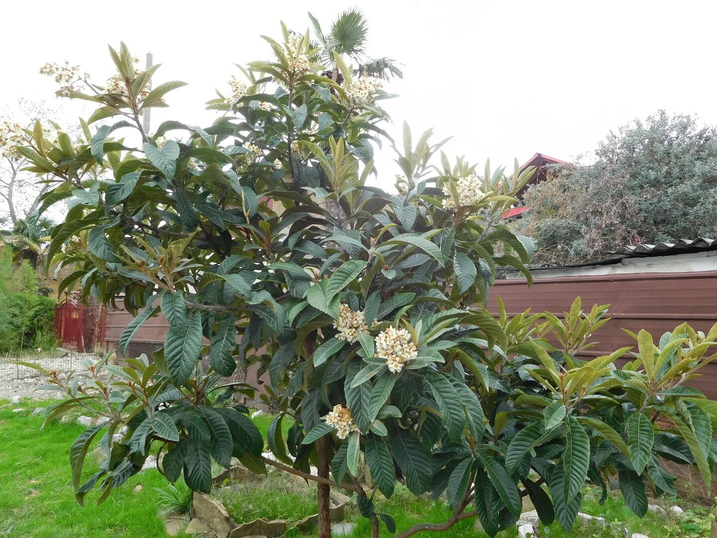 мушмула германская дерево. мушмула японская цветение. мушмула крымская цветёт. мушмула листья. мушмула цветет.