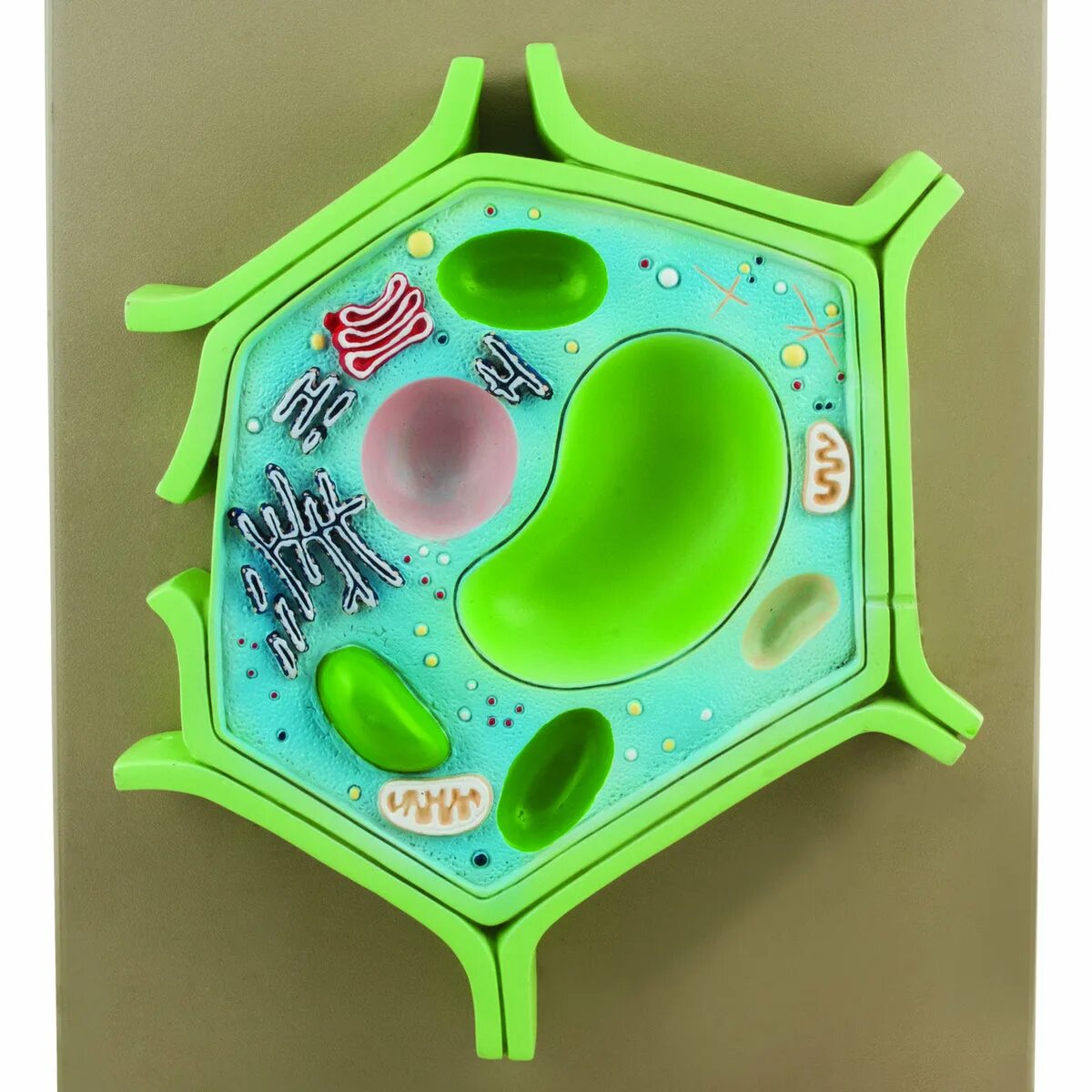 Клетка 5. Модель клетки биология 5. Модель растительной клетки биология. Модель клетки биология 5 класс. Модель растительной клетки 5 класс биология.