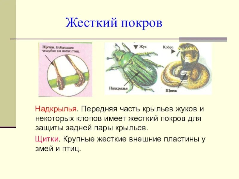 Покров майского жука. Покровы тела насекомых. Особенности Покрова тела майского жука. Строение покровов насекомых. Какое значение имеет хитинизированный покров тела