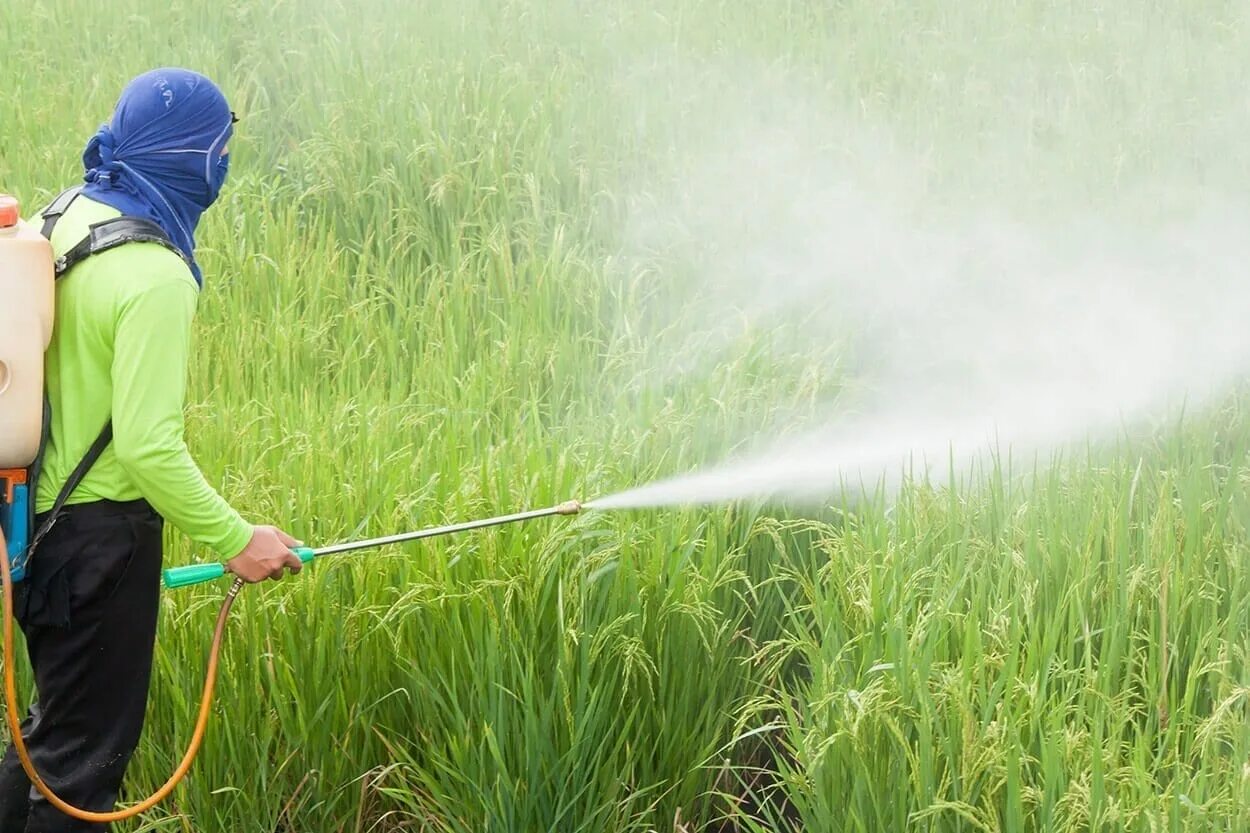 Первые пестициды. Пестициды в сельском хозяйстве. Ядохимикаты в сельском хозяйстве. Пестициды и гербициды. Пестициды и агрохимикаты.
