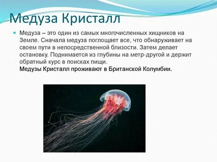 Описание медузы