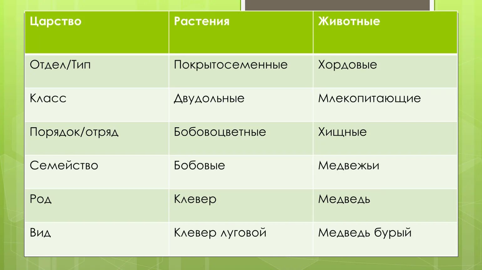 Царство отдел класс порядок род. Растения царство отдел класс порядок семейство род вид. царство тип класс отряд семейство род. царство тип класс отряд семейство род вид растения. царство отдел класс род вид животных.
