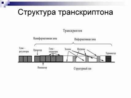 Транскриптон
