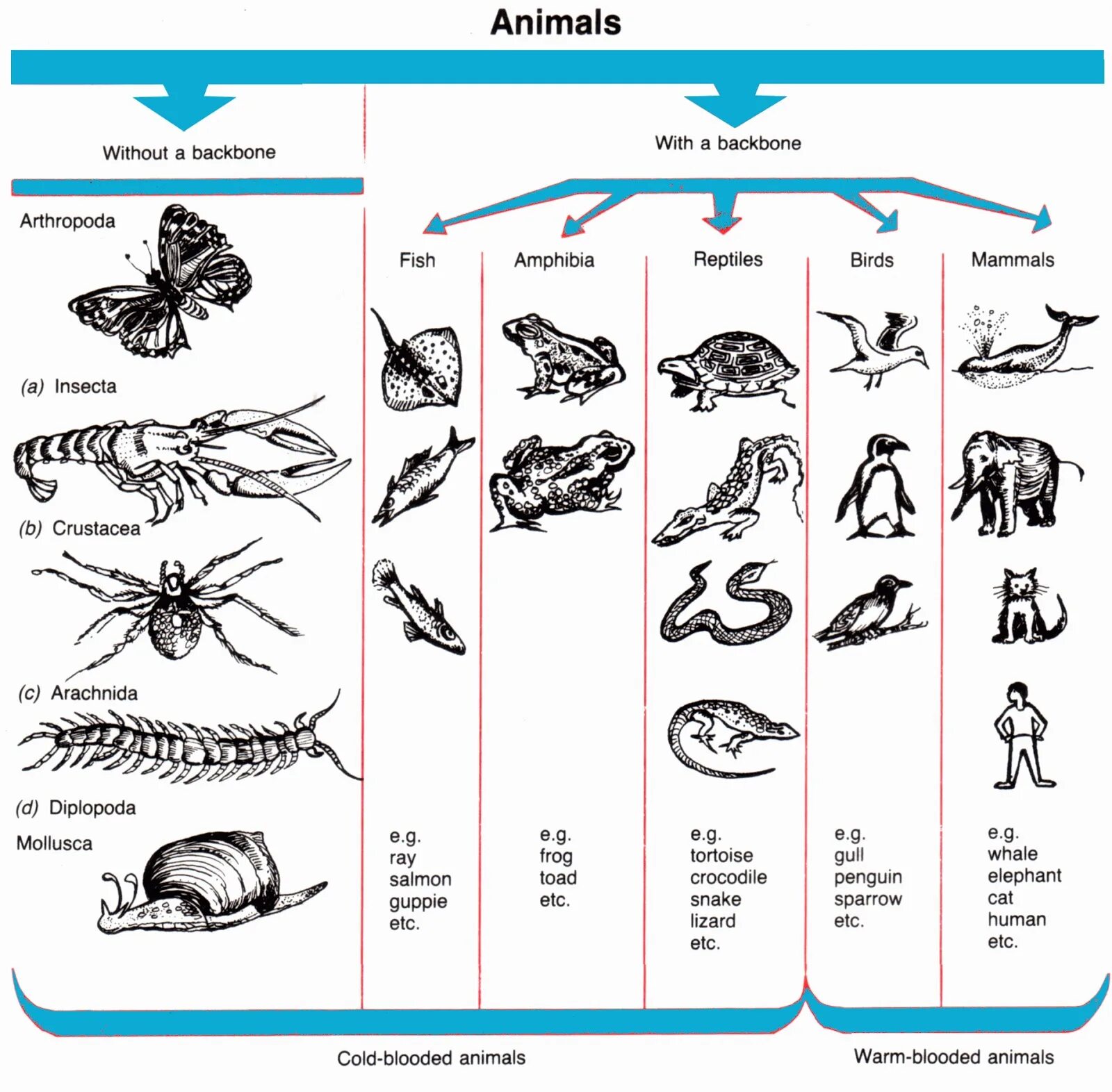 Проверочная работа по теме позвоночные животные. Classification of animals. позвоночные животные схема. животные позвоночные и беспозвоночные схема. animals classification worksheets.