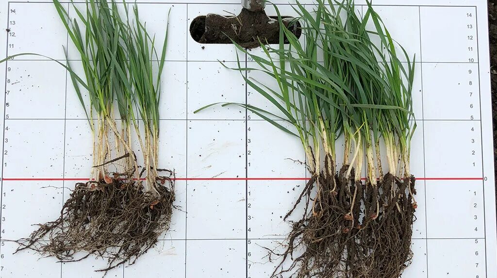 Мочковатая корневая система пшеницы. Корень озимой ржи. Озимая пшеница корень. Корневая система озимой пшеницы. Жито корень
