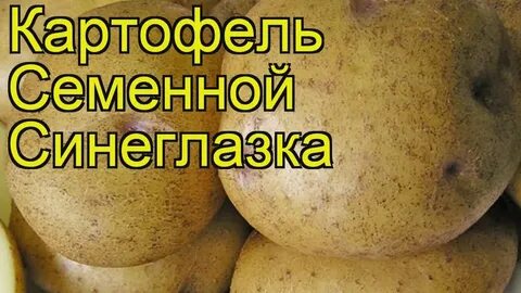 Картофель синеглазка описание сорта фото отзывы сроки