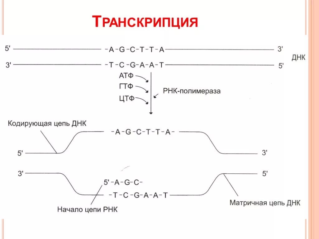 Транскрибируемая днк направление. Схема процесса транскрипции. Кодирующая и матричная цепь ДНК. Схема транскрипции ДНК биохимия. Транскрипция РНК схема.