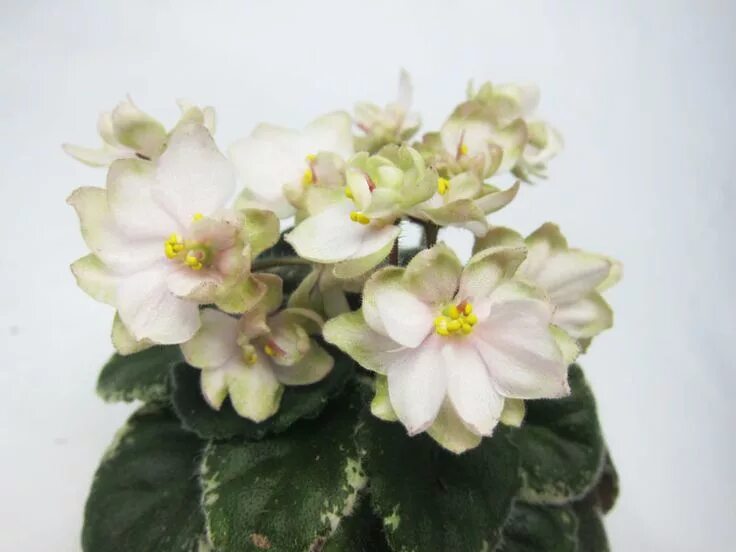 Фиалка радость. Фиалка радость. Фиалка моя радость. Н-фавн фиалка. Фиалка н радость.