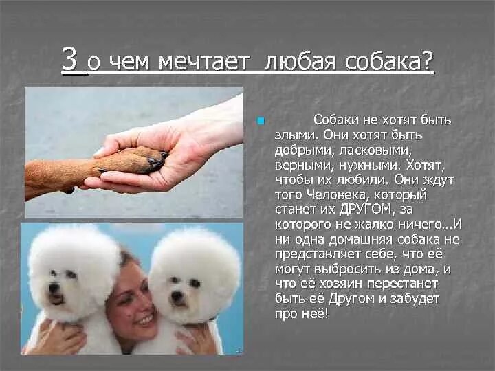 О чем мечтает собака