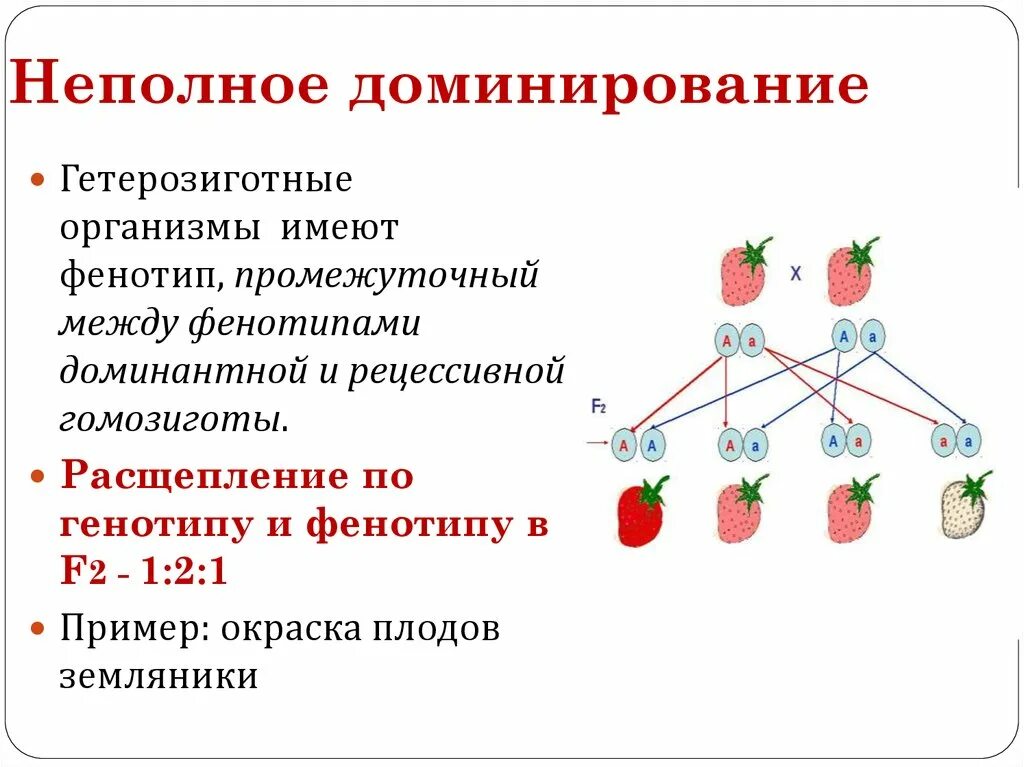 2 Закон Менделя при неполном доминировании. Неполное доминирование это в биологии. Полное и неполное наследование признаков. Расщепление по фенотипу при неполном доминировании. Гетерозиготные особи имеют генотип