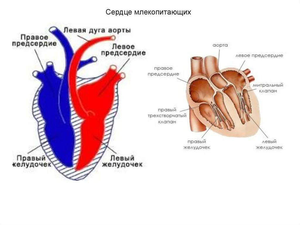 Схема строения сердца млекопитающих. Строение сердца млекопитающих 7 класс. Особенности строения сердца млекопитающих. Строение сердца млекопитающих клапаны. Сердце млекопитающих состоит из двух