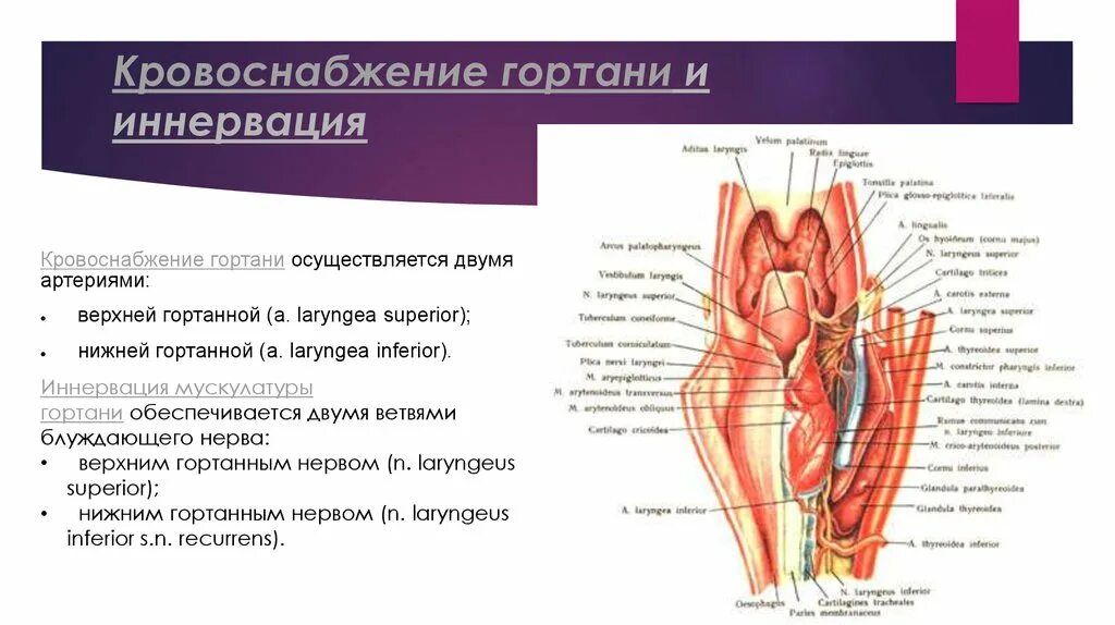 Анатомия гортани кровоснабжение и иннервация. Возвратный гортанный нерв топография. Кровоснабжение и иннервация глотки анатомия. Топография гортани,иннервация кровоснабжение.