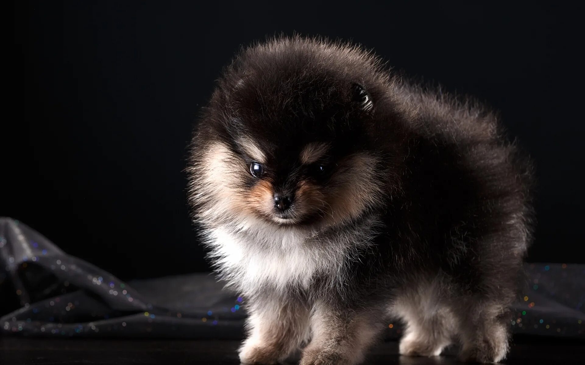 Померанский шпиц белый щенок. Шпиц померанский карликовый белый. Померанский шпиц белый щенок. Шпиц померанец. Японский шпиц карликовый померанский.