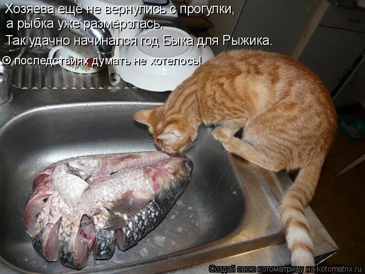 душка с душком. шведские консервы сюрстремминг. душка с душком. ооо душка махрушка. душка человек.