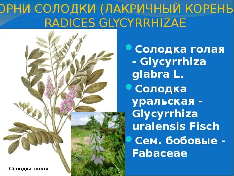 Солодка Уральская — Glycyrrhiza uralensis Fisch.. Корень солодки, Солодка Уральская, лакричник. Glycyrrhiza glabra корень солодки. Солодка Уральская (Glycyrrhiza uralensis Fisch.) Гербарий. Солодка описание