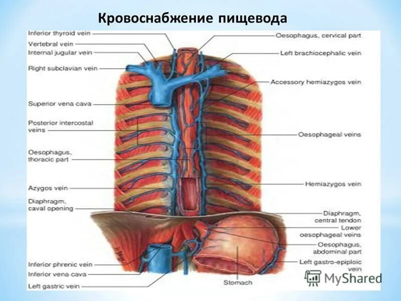 Схема артериального кровотока пищевода. Кровоснабжение пищевода анатомия вены. Кровоснабжение грудной части пищевода. Кровоснабжение и иннервация пищевода.