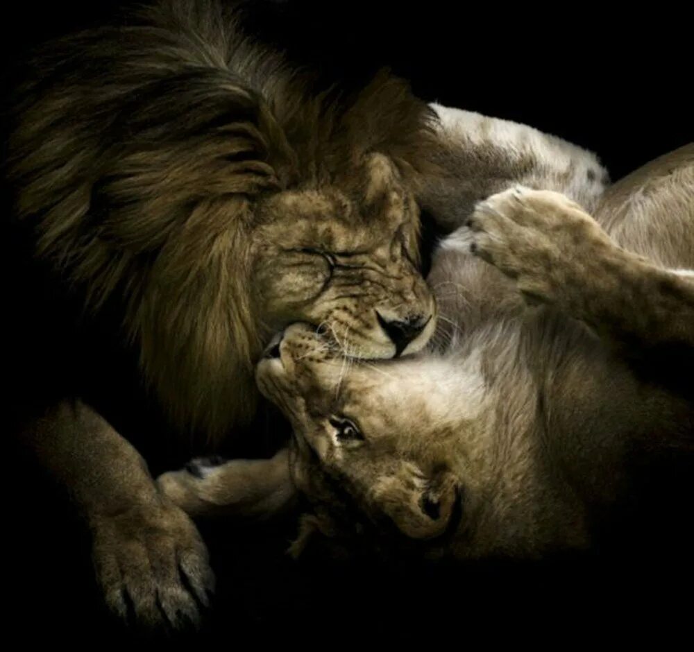 Лев и львица любовь. Животные страсти. Страстная львица. Львы страсть. Любовный лев неделя