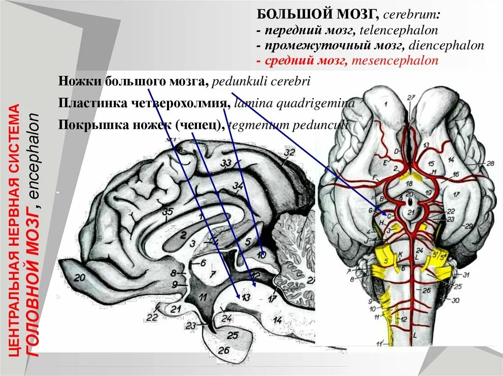 Ножки мозга. Четверохолмие мозга. Ножки мозга промежуточный мозг. Ножки большого мозга.