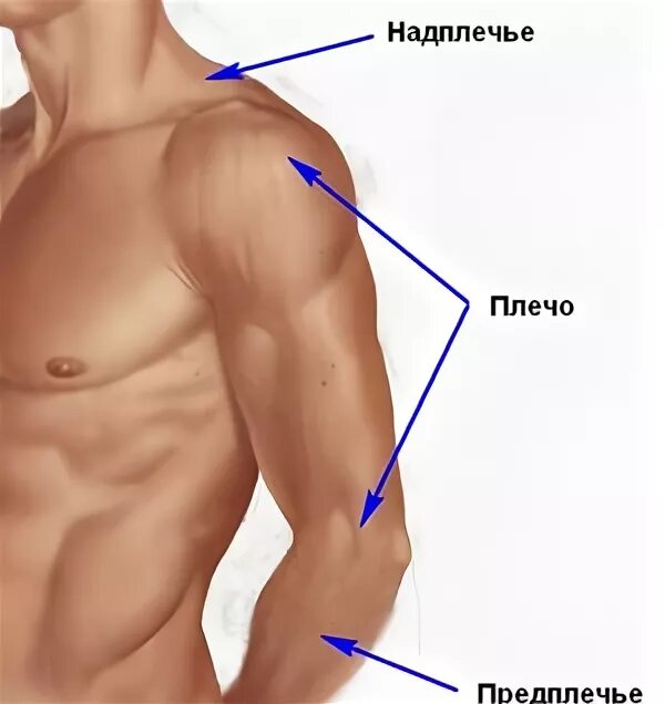 Надплечье. Части тела человека предплечье. Название частей руки. Плечо. Строение человека плечо и предплечье.