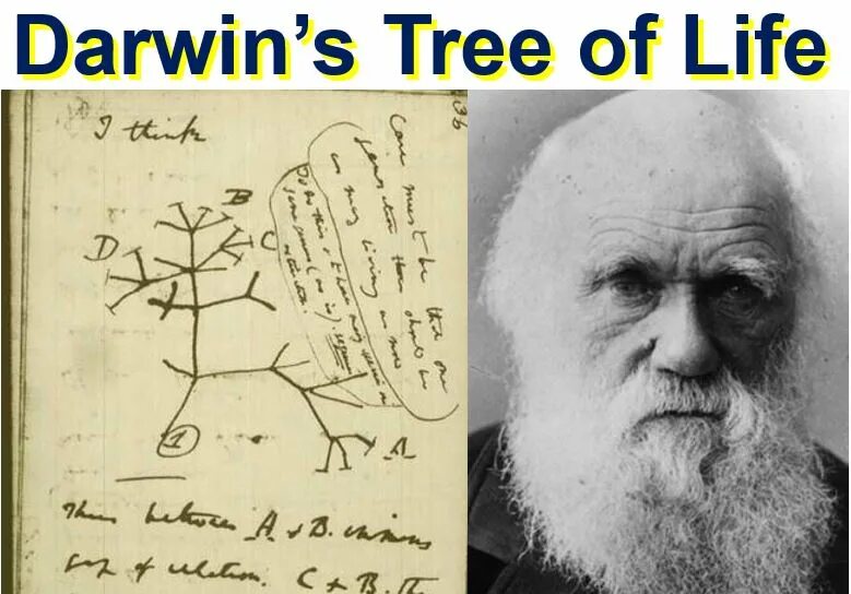 Survival of the fittest darwin. Древо эволюции дарвин. Дарвин деревья. Древо жизни неизвестный. Великое дерево.