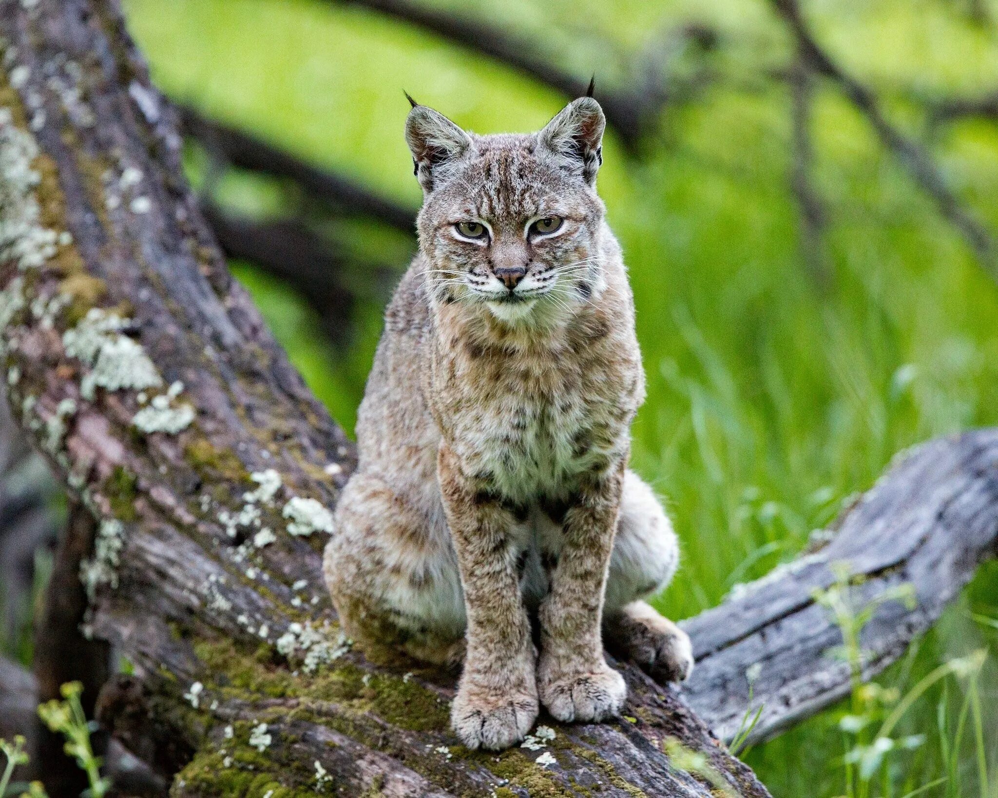 Рысь Кавказская. Кавказская Рысь Lynx Lynx dinniki. Башкирская Рысь. Адыгея Рысь.