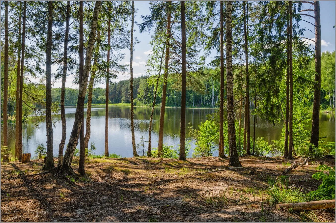 Три района ленинградской области. Лесное озеро в Ленинградской области. Озеро большое Всеволожск. Сосновый Бор Ленинградская область лес. Лесное озеро в Ленинградской области Всеволожский район.