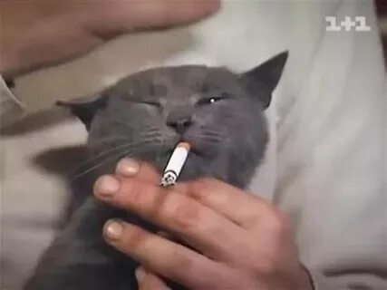 Коты курят сигареты