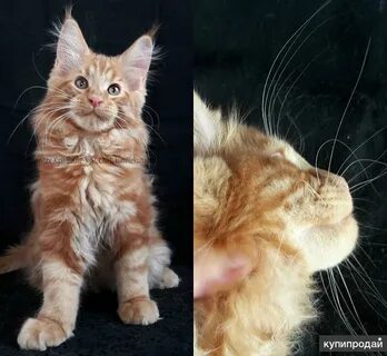 Как отличить мейн куна