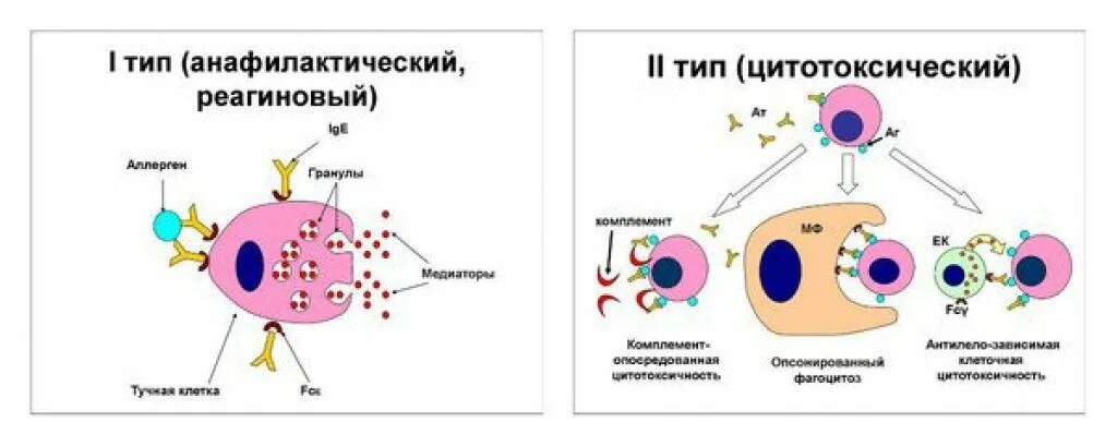 2 тип аллергических реакций цитотоксический. Патогенез токсикодермии. аллергическая токсикодермия патогенез. аллергические реакции цитотоксического типа. токсико аллергическая реакция.